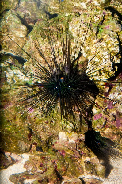 Black Longspine Urchin (Diadema setosum) in Aquarium